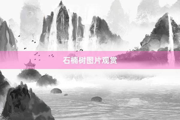 石楠树图片观赏